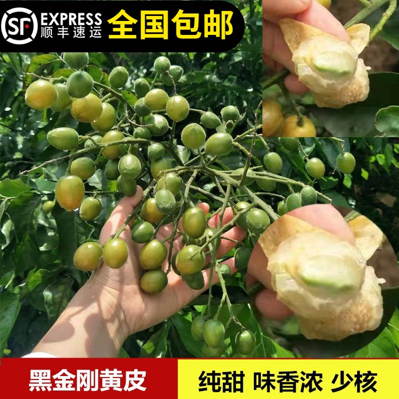 黄皮苗黑金刚黄皮冰糖鸡心皮树苗纯甜不带酸盆栽种地14年老店