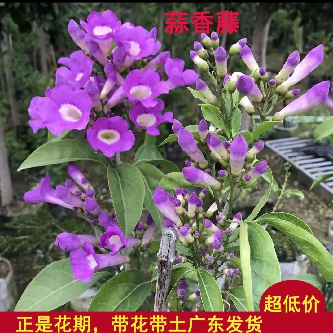 带花苞蒜香藤花苗无刺爬藤紫铃藤本阳台盆栽庭院爬藤植物驱蚊虫