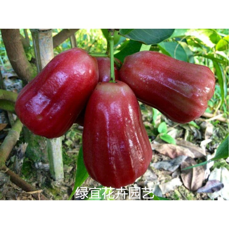 莲雾树苗嫁接果树台湾黑金刚优良品种庭院果树绿宜基地直销