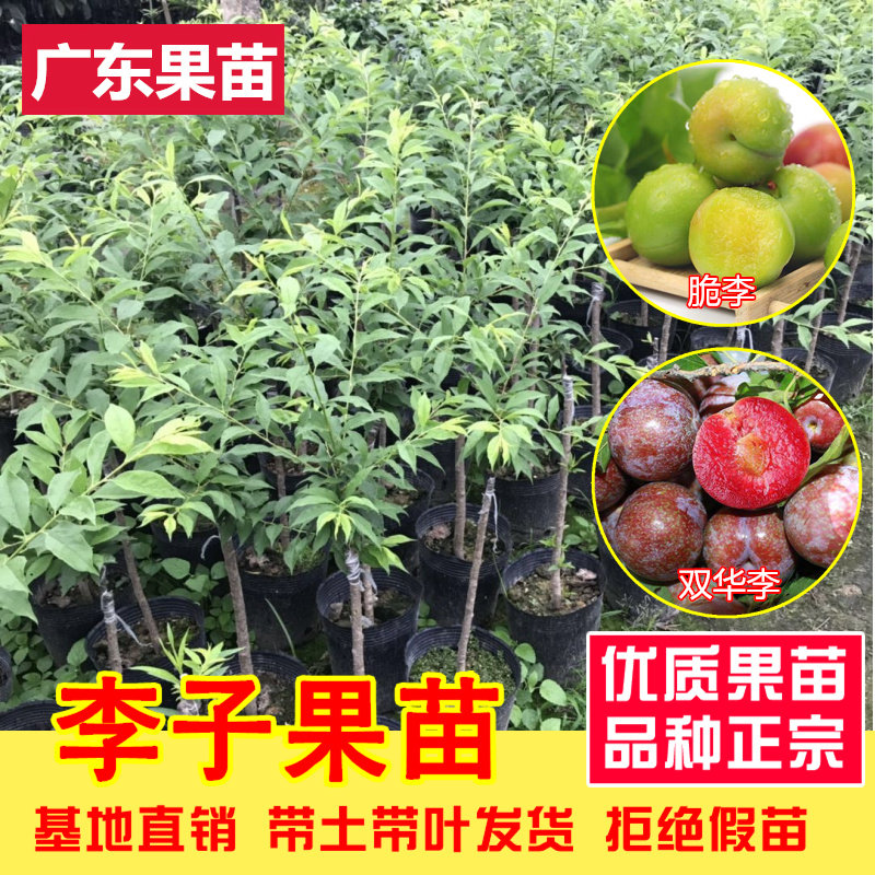 李子树苗三华李树苗正宗嫁接大青脆李苗南北方庭院种植四季果树苗