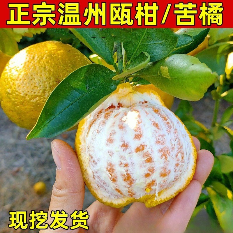 果树苗欧柑树苗农家瓯柑苦橘新鲜有机水果柑橘苗降火正宗苦柑苗