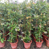 爬藤植物黄白金银花树苗可食用白红金银花盆栽鸳鸯藤盆栽地栽庭院