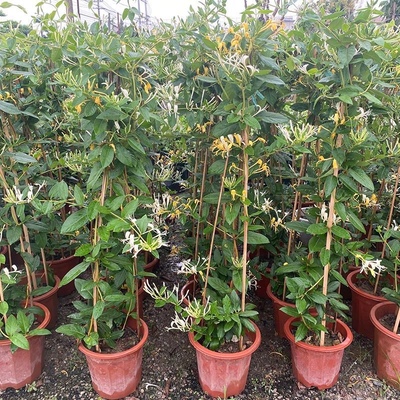 爬藤植物黄白金银花树苗可食用白红金银花盆栽鸳鸯藤盆栽地栽庭院