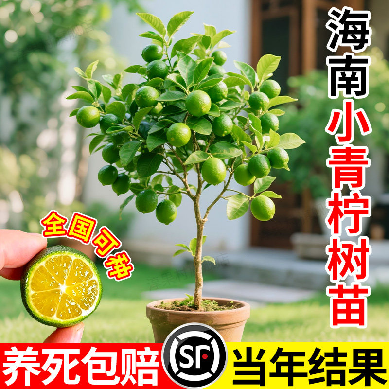 海南小青柠树苗青桔柠檬苗金桔盆栽阳台四季结果水果树果苗大全