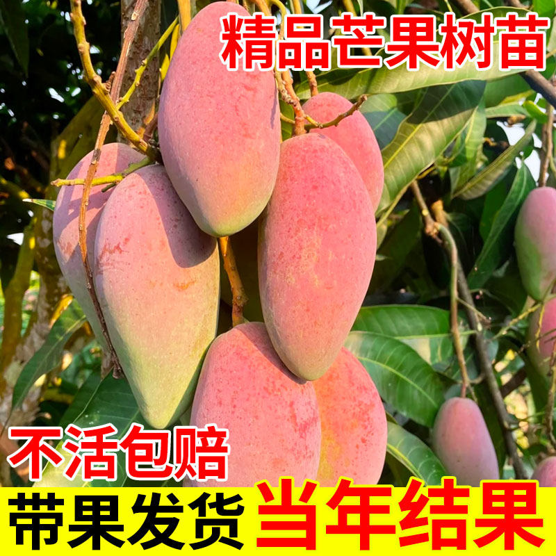 芒果树嫁接金煌芒四季芒果树红贵妃当年结果庭院阳台盆栽好养