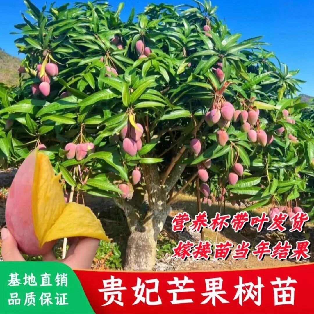 芒果嫁接苗金煌红贵妃台农桂七嫁接苗盆栽地栽带土带叶金煌芒树苗