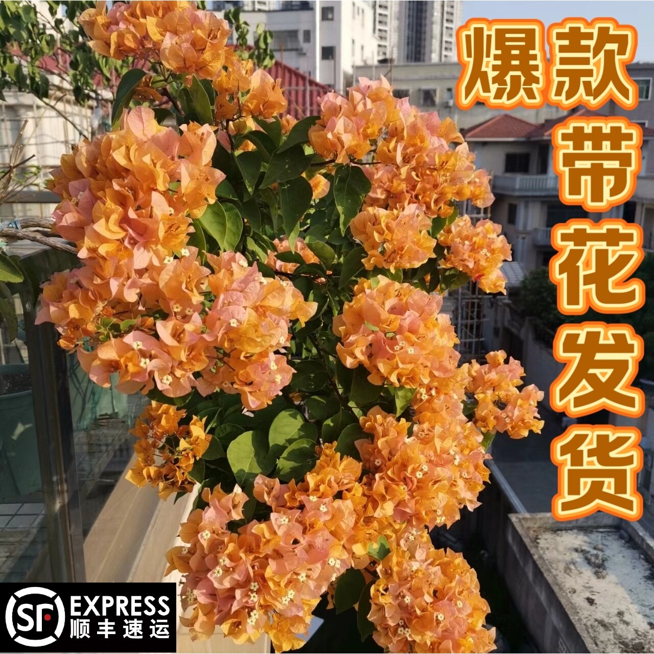 金色光辉大苗高飘老桩三角梅四季开花勤花带花好养适合庭院屋顶