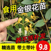金银花苗药用食用植物鸳鸯藤树苗四季开花金银花盆栽爬藤攀援花卉