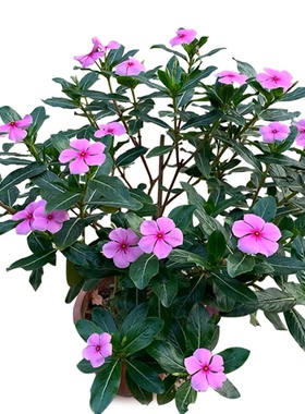 长春花苗 日日春 五瓣梅盆栽 耐热耐旱花期长 四季开花五叶梅花苗