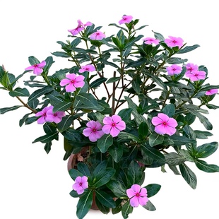 长春花苗 日日春 五瓣梅盆栽 耐热耐旱花期长 四季开花五叶梅花苗