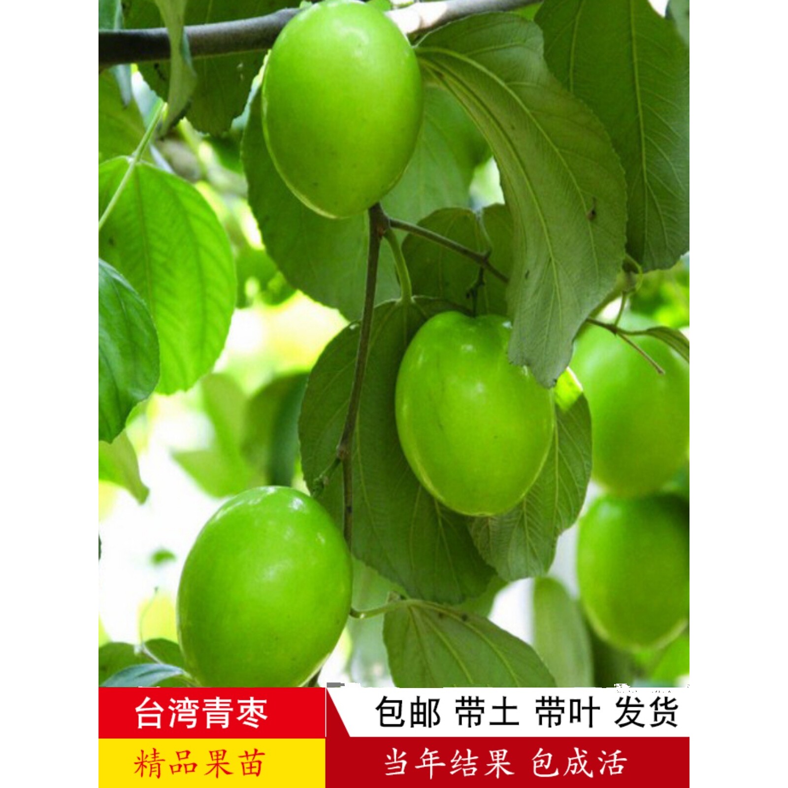 台湾青枣苗树苗牛奶枣蜜丝枣正宗大青枣果树南北庭院盆栽当年结果