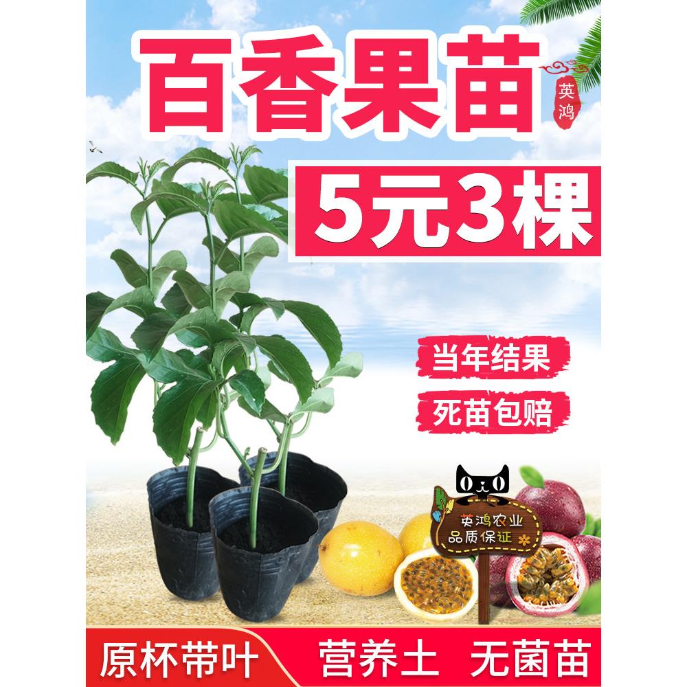 广西百香果苗纯香甜黄金百香果树钦蜜9号嫁接苗当年四季不断结果