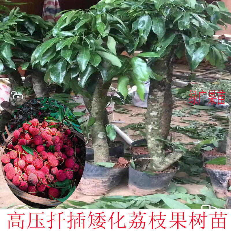 桂味无核妃子笑鸡嘴白糖樱高压扦插矮化荔枝果树苗庭院种植盆栽
