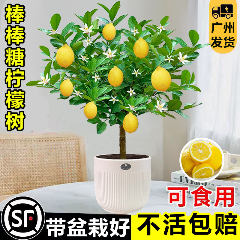 香水柠檬树盆栽室内客厅绿植阳台种植可食用水果树苗四季结果植物