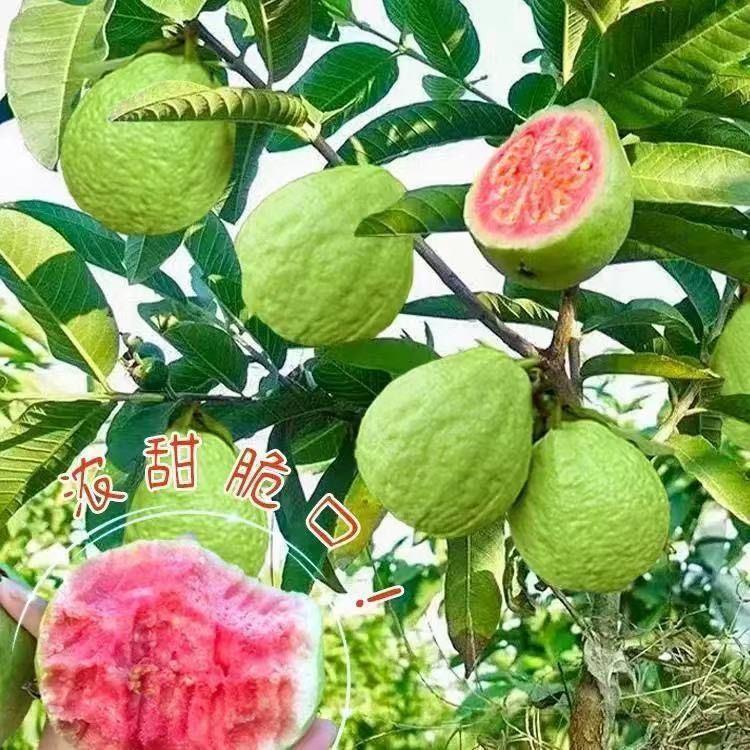 软甜番石榴果树苗嫁接珍珠白心帝王番石榴红宝石无籽红心芭乐树苗