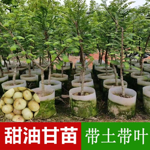 油甘果苗潮汕嫁接崩坎狮头甜种油甘苗柿饼甜余柑子树带土四季结果