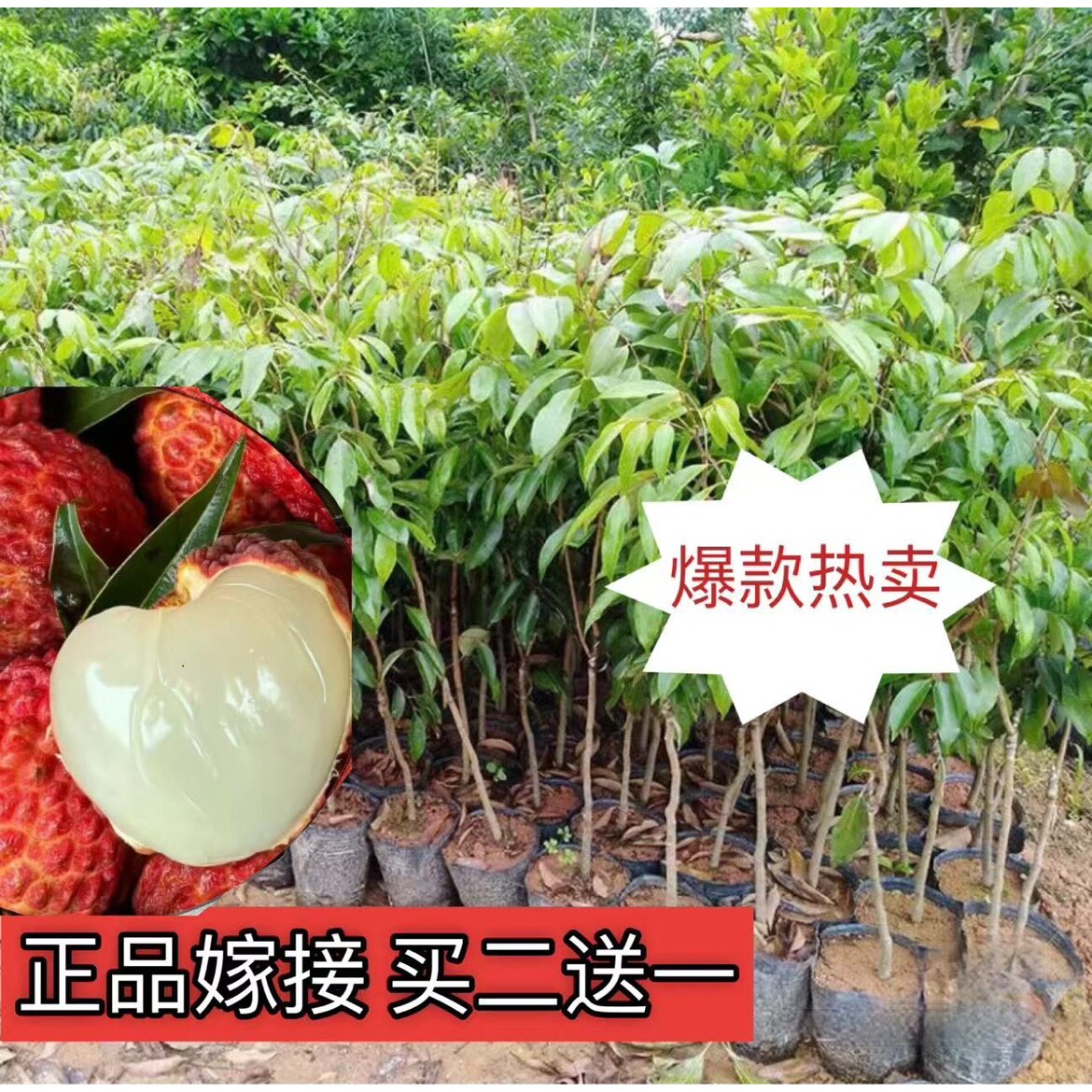 2年苗无核荔枝苗水果树种植庭院嫁接绿化四季常青盆地栽买2送1