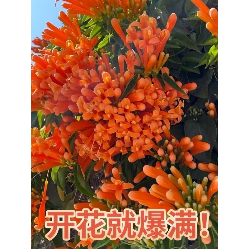 炮仗花爬藤藤本盆栽带花苞阳台庭院室外地栽好养开花植物好养花卉,鲜花速递/花卉仿真/绿植园艺,绿植,淘宝优惠券,粉丝福利购,淘宝优惠卷