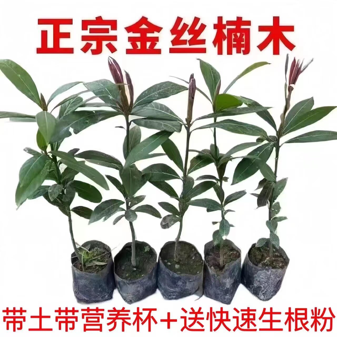 四川正宗金丝楠木苗金丝楠苗名贵小叶桢楠树苗金丝楠木苗楠木树苗