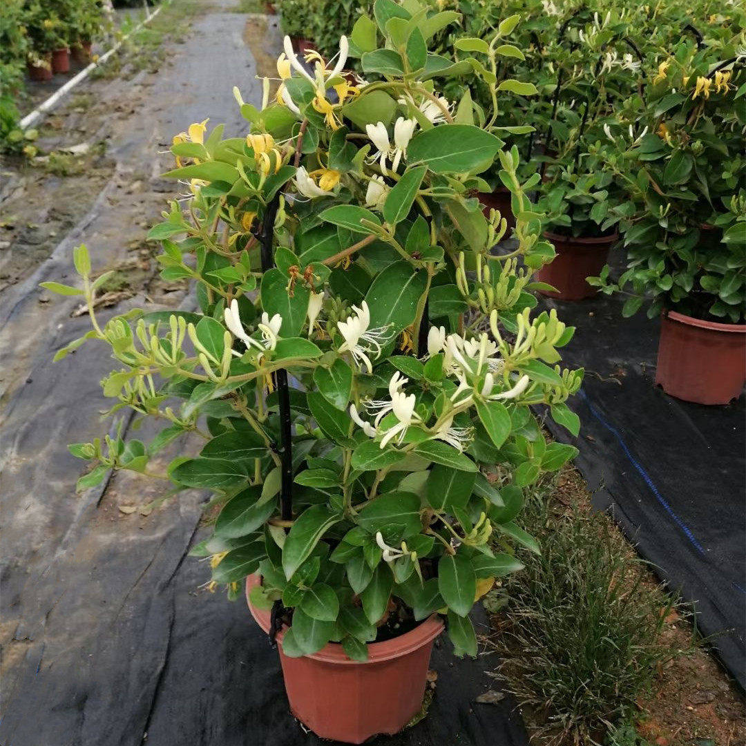 爬藤金银花盆栽可食用常开花不断攀岩攀援植物庭院爬藤花卉绿植物,鲜花速递/花卉仿真/绿植园艺,果树,淘宝优惠券,粉丝福利购,淘宝优惠卷