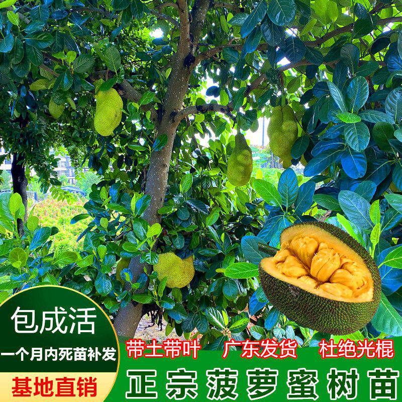 菠萝蜜树苗 嫁接果树苗马来西亚1号黄肉干苞四季菠萝蜜苗当年结果