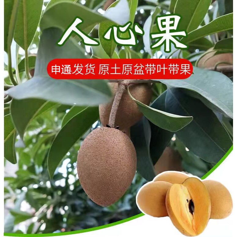 人参果树苗人心果苗鸡蛋果树苗南北方种植四季开花结果带花带果发