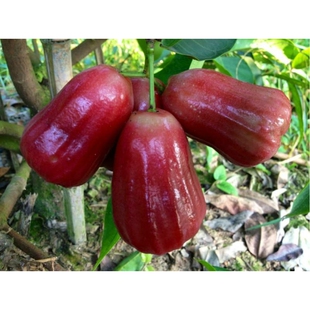 果树苗台湾黑金刚莲雾苗、黑珍珠莲雾苗、飞弹莲雾嫁接苗