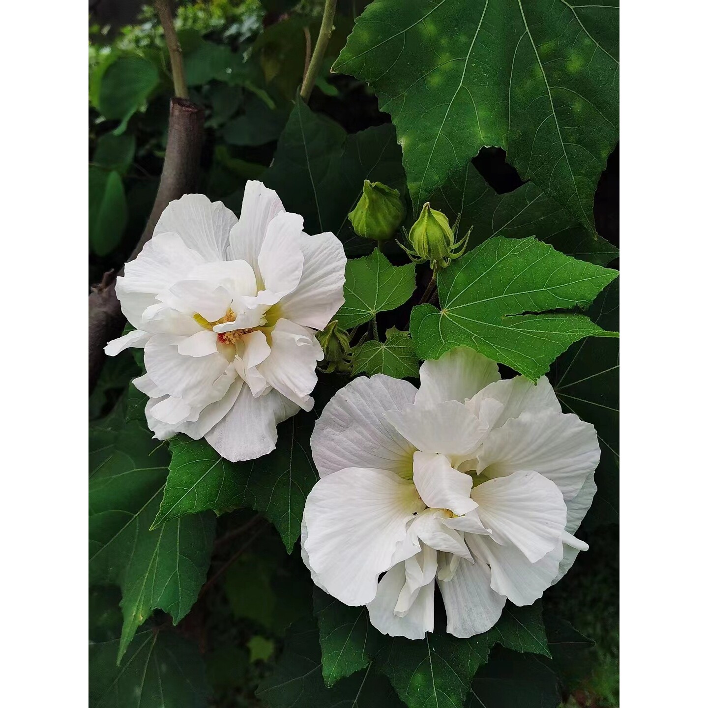三醉芙蓉树苗正宗包对版当年开花木芙蓉一日三变色秋冬季开花植物