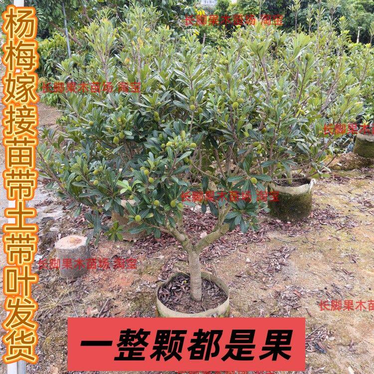 乌梅优良品种乌酥杨梅树苗嫁接杨梅苗盆栽地栽果树发货带原土带叶