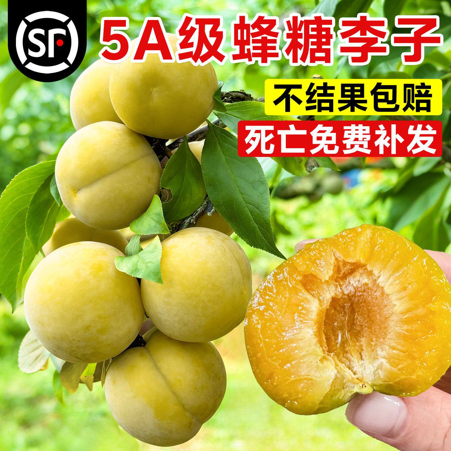 蜂糖正宗李子树苗三华李子贵州六马果树果苗阳台盆栽南方北方种植