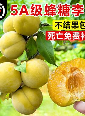 蜂糖正宗李子树苗三华李子贵州六马果树果苗阳台盆栽南方北方种植