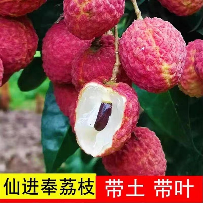 正宗增城仙进奉荔枝树苗冰荔无核桂味荔枝苗广西嫁接苗盆栽当年结