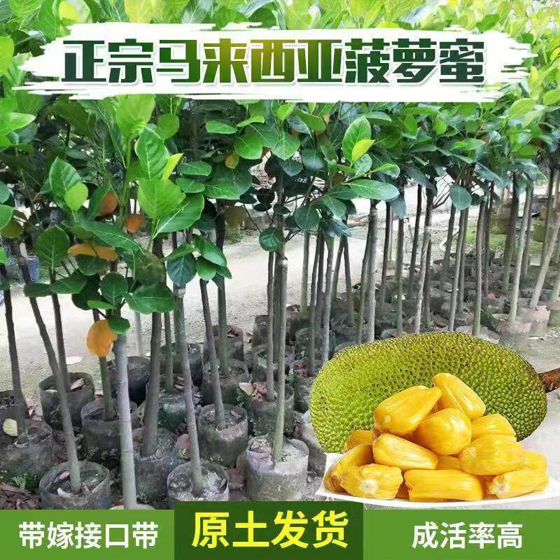 菠萝蜜树树苗嫁接泰国8号12号红肉马来西亚1号四季榴莲蜜菠萝蜜果