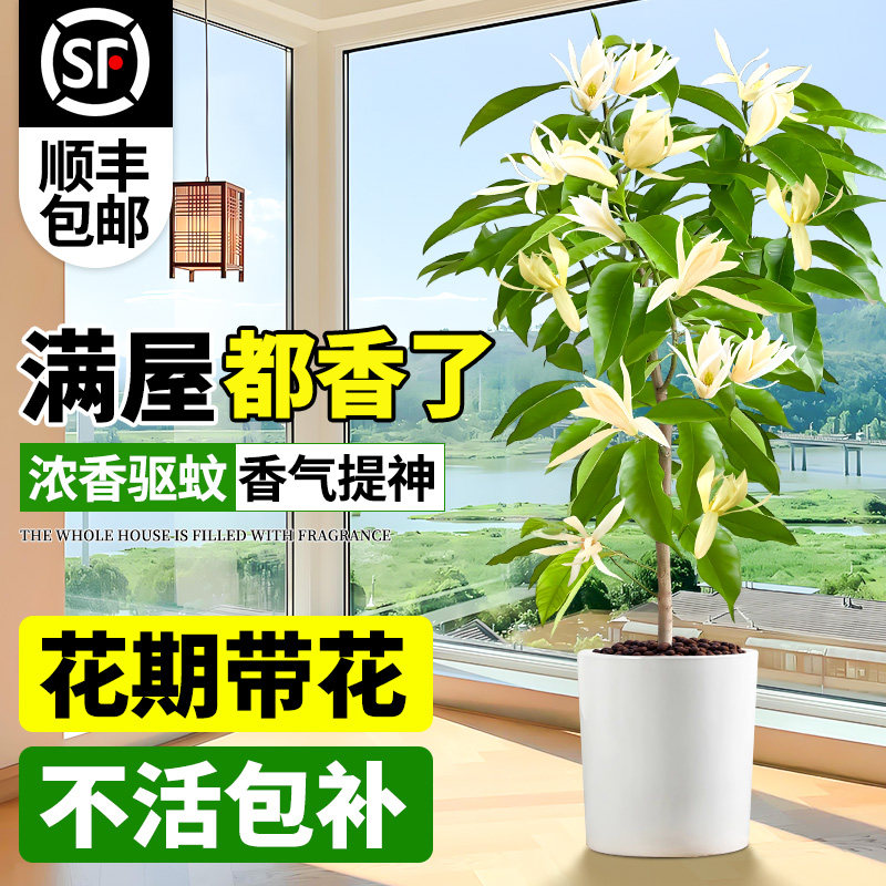 白兰花大树苗花卉盆栽四季带花苞黄角兰树苗开花玉兰花树苗绿植物