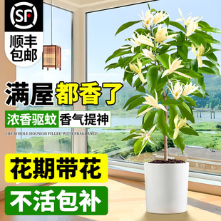 白兰花大树苗花卉盆栽四季带花苞黄角兰树苗开花玉兰花树苗绿植物