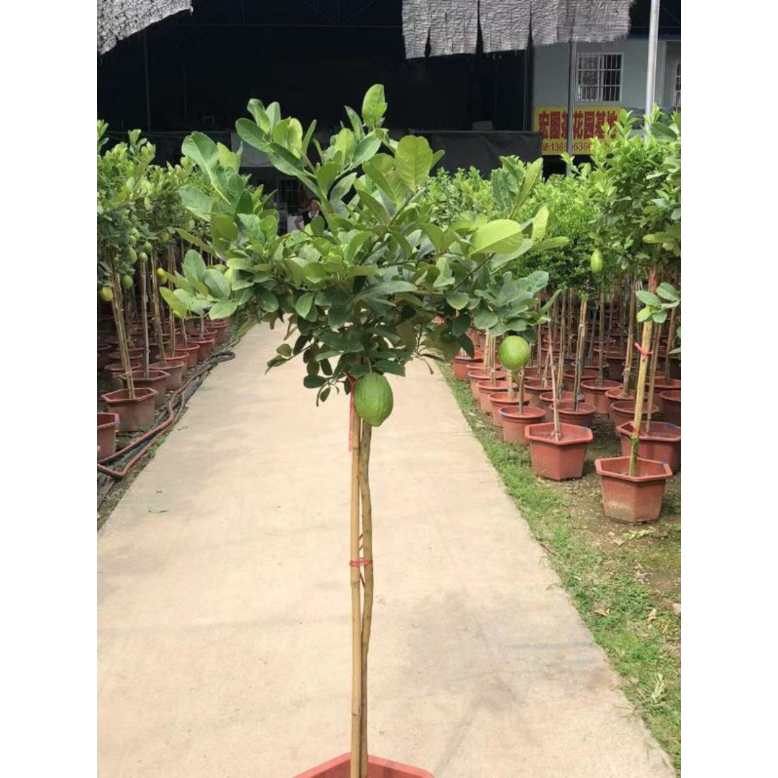香水柠檬树盆栽大型老桩庭院树苗棒棒糖植物一物一拍室外带果绿植