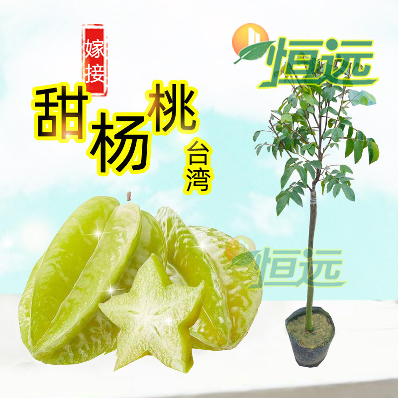 杨桃树苗嫁接苗台湾蜜丝杨桃苗甜杨桃果树苗可盆栽地栽当年结果
