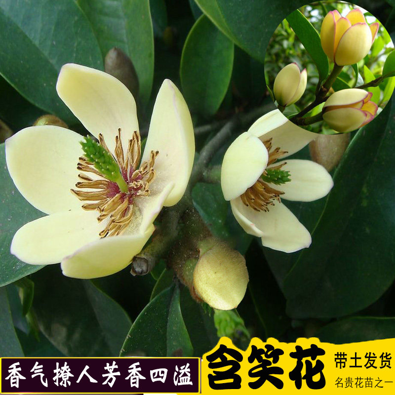 含笑花香妃红花黄花苗四季常青耐寒浓香花卉阳台盆栽植物带叶带花