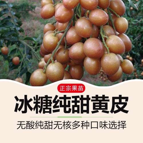 紫色黄皮果树果苗嫁接贵妃无核鸡心冰糖黑金新品种种植果树大全
