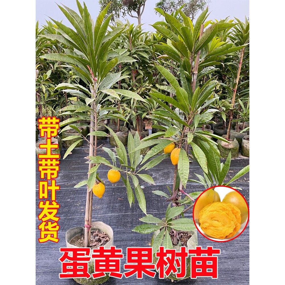 嫁接蛋黄果苗树鸡蛋果苗树盆栽耀堂仙桃木瓜仙桃四季结果庭院地栽