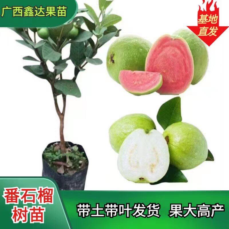 番石榴苗四季珍珠白肉红心芭乐少籽红宝石嫁接带土果树苗当年结果