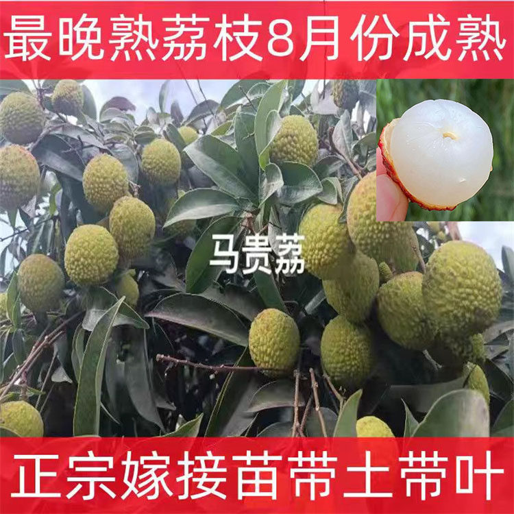 荔枝苗果树马贵荔枝晚熟马贵八月荔枝嫁接苗成熟南方果树盆栽地栽