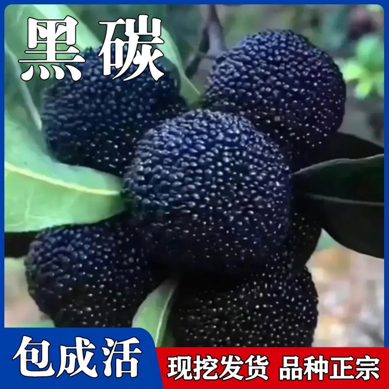 大黑炭杨梅苗南北方庭院地栽特大杨梅树树苗阳台盆栽嫁接当年结果