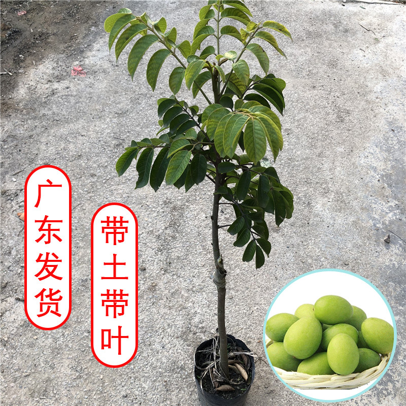 潮汕青橄榄嫁接苗甜种金玉三棱捻黄果树果苗南方种植酥皮带土庭院