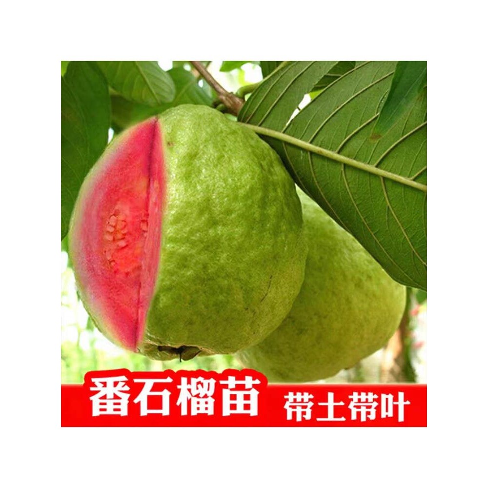 番石榴树苗嫁接台湾珍珠白肉红心芭乐树苗红宝石果树苗四季结果