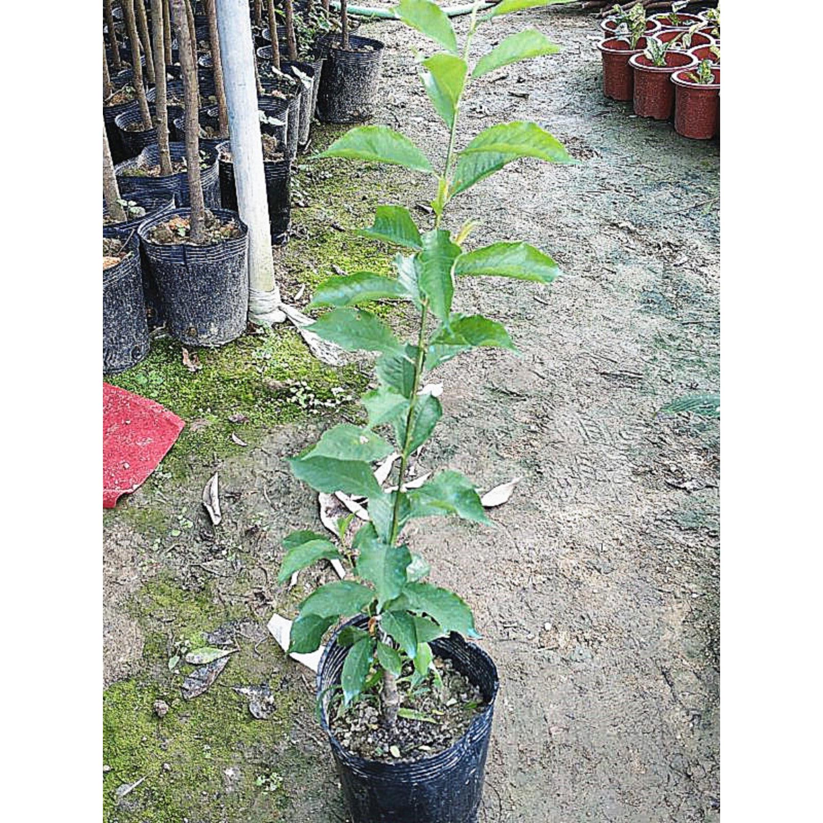 李子果树苗带土杯庭院园林种植果树嫁接青脆李双华李果苗盆栽