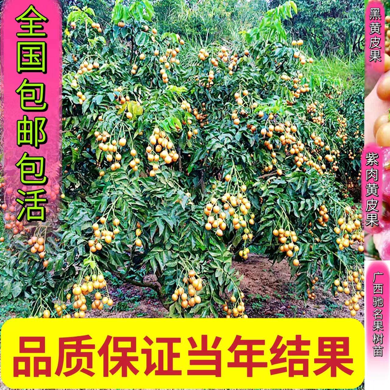 黄皮树苗香蜜黑黄皮贵妃黄皮无核紫肉当年结果盘栽地栽易活易管理