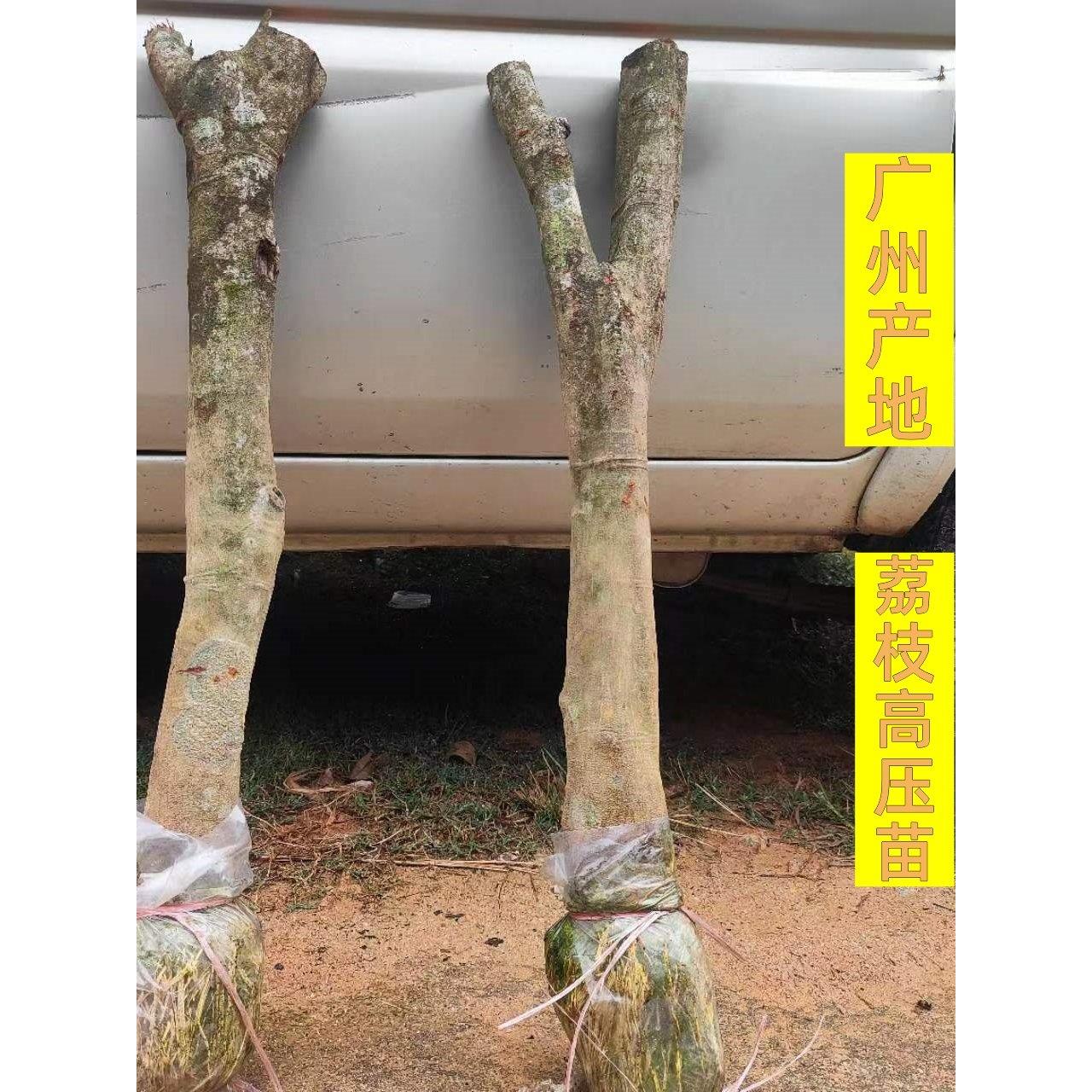 广州桂味荔枝树苗高压圈枝大树果苗糯米滋无核带土特大庭院别墅