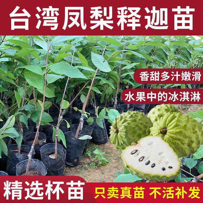 台湾凤梨释迦果树苗特大番荔枝佛陀果南方种植盆地栽庭院果嫁接苗