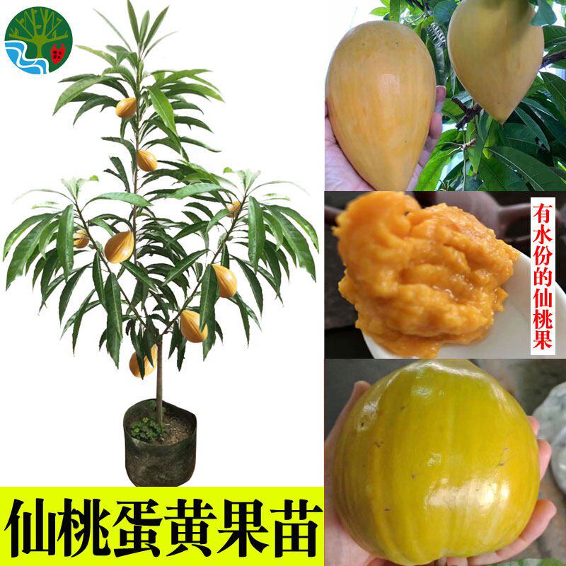 蛋黄果苗耀堂仙桃鸡蛋果树盆栽地栽盆栽阳台庭院种植四季当年结果